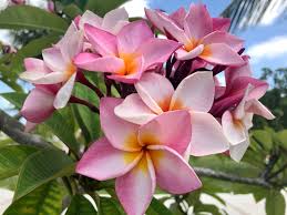 Frangipani